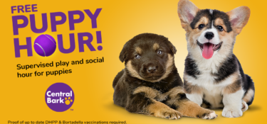 Free Puppy Hour at Central Bark Orlando East