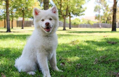 Frozen Dog Treats to Keep Your Pup Cool All Summer Long