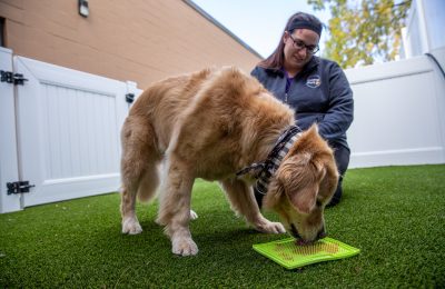 Central Bark dog enjoying an enrichment treat with Central Bark employee.
