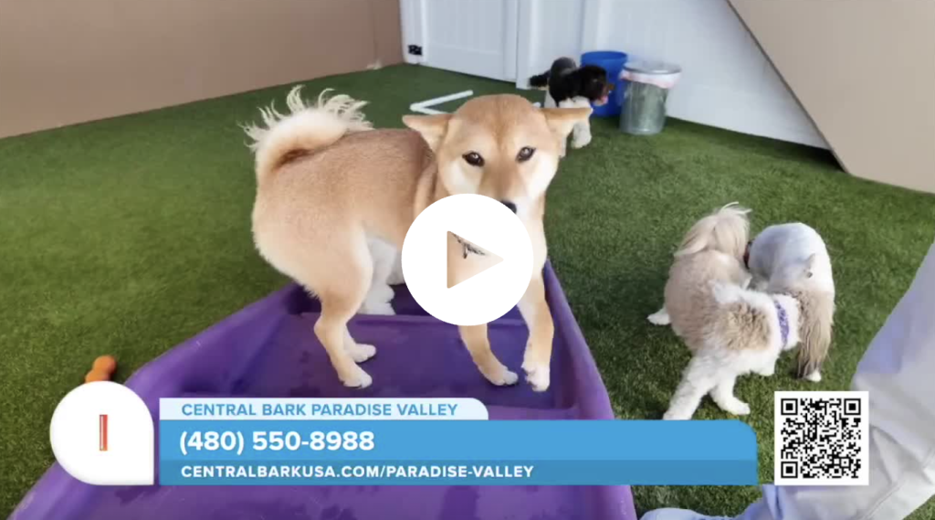 Sonoran Living Central Bark