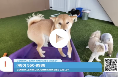 Sonoran Living Central Bark