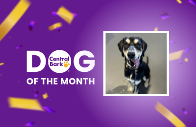 january dog of the month