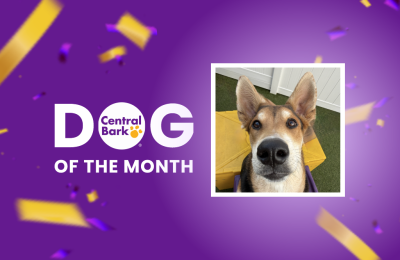 january dog of the month