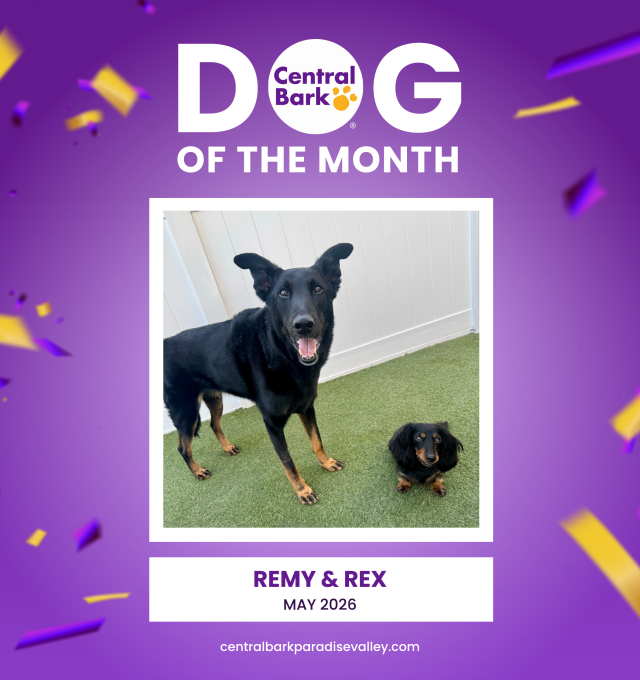 🐾 May’s Dogs of the Month: Chaos Coordinators Remy & Rex! 🐾