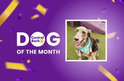 Griffin, August 2026 Dog of the Month at Central Bark Paradise Valley, AZ