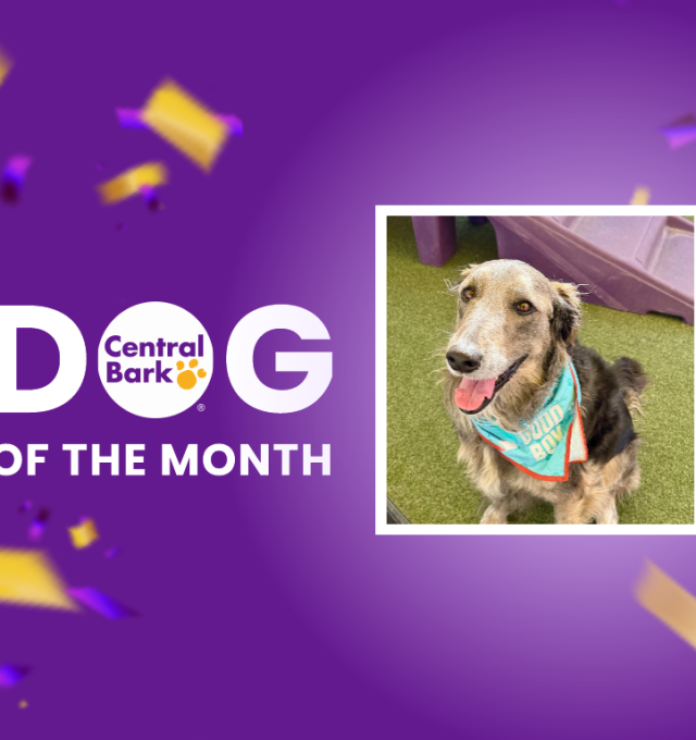 Griffin, August 2026 Dog of the Month at Central Bark Paradise Valley, AZ