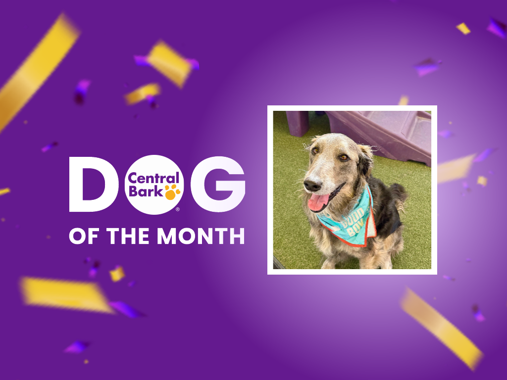 Griffin, August 2026 Dog of the Month at Central Bark Paradise Valley, AZ
