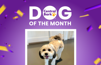 Emma is the September Dog of the Month