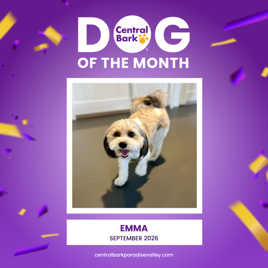 Emma is the September Dog of the Month