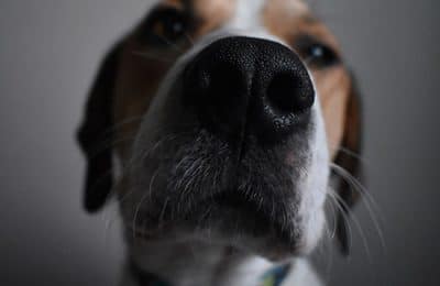 Dog Poison Prevention