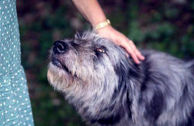 Prevention of Cruelty to Animals Month