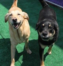 Congrats, Titan and Dixie!