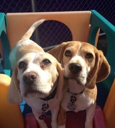 Congrats, Apollo and Luna!