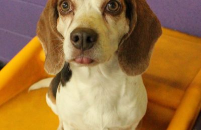 Congratulations Cocoa!