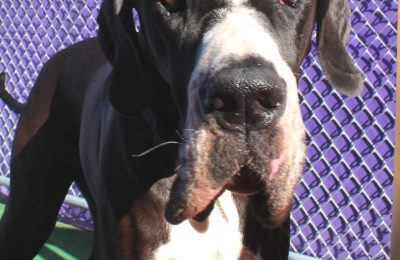 Congratulations, Duke!