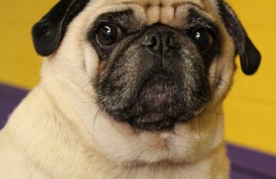 Congratulations, Meatball!