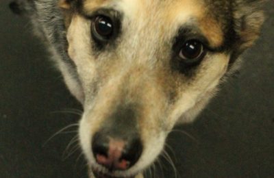 Congratulations, Poco!