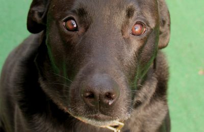 Congratulations, Bugsy!