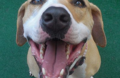 Congratulations, Dexter!