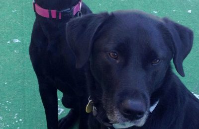 Congratulations, Andy and Benson!