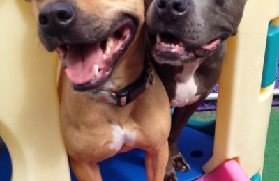 Congratulations, Lola and Violet!