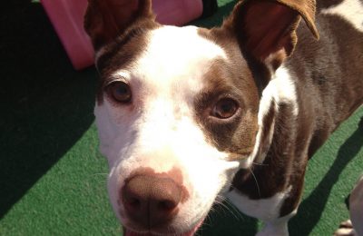 Congratulations, Echo!