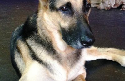 Congratulations Wolfie!