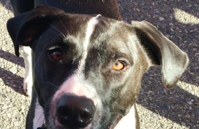 Congratulations Zorro!