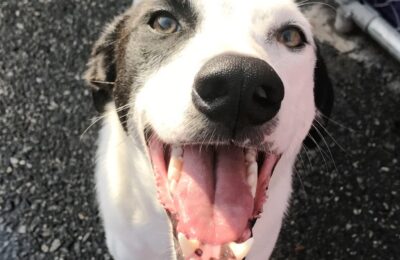 Congratulations Youppi