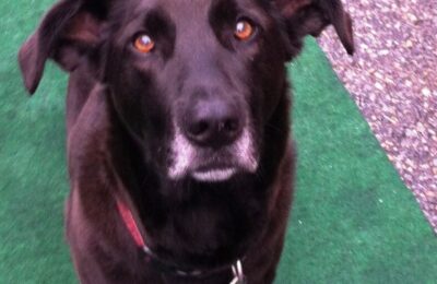 Congratulations Brodie