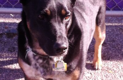 Congratulations Ambrosia