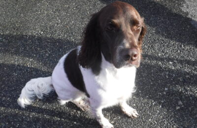 Congratulations Brownie