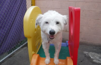 Congratulations Amba