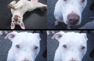 Congratulations Bean