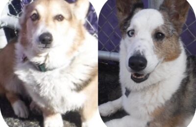 Congratulations Amos & Columbo