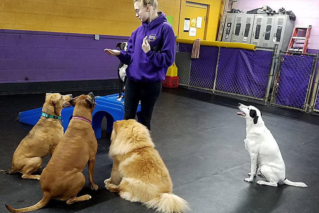 Central Bark Philadelphia, PA Best Doggy Day Care in Town