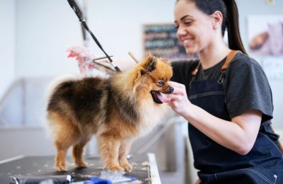 featured groomer alison