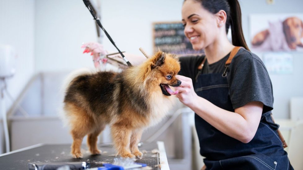 featured groomer alison