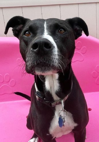 Dog of The Month: SUGAR Central Bark Poughkeepsie