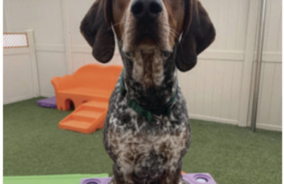 August dog of the month, Gus!