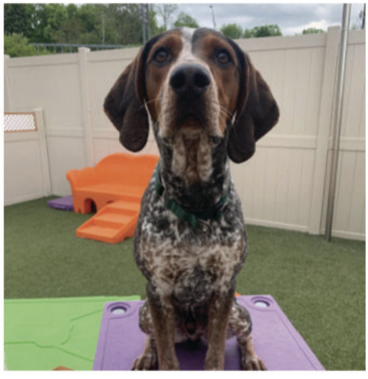 August dog of the month, Gus!