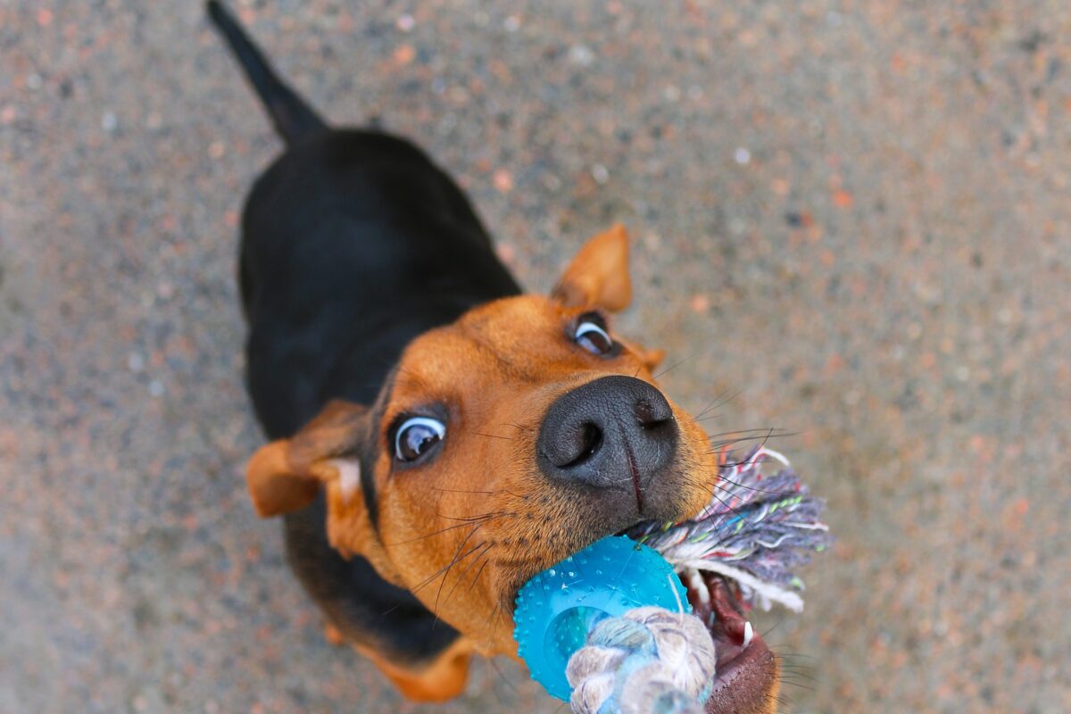 Play tug of war with puppy