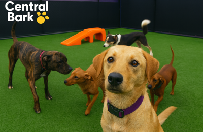 Happy dog at Central Bark daycare – kennel cough prevention Rochester MN.