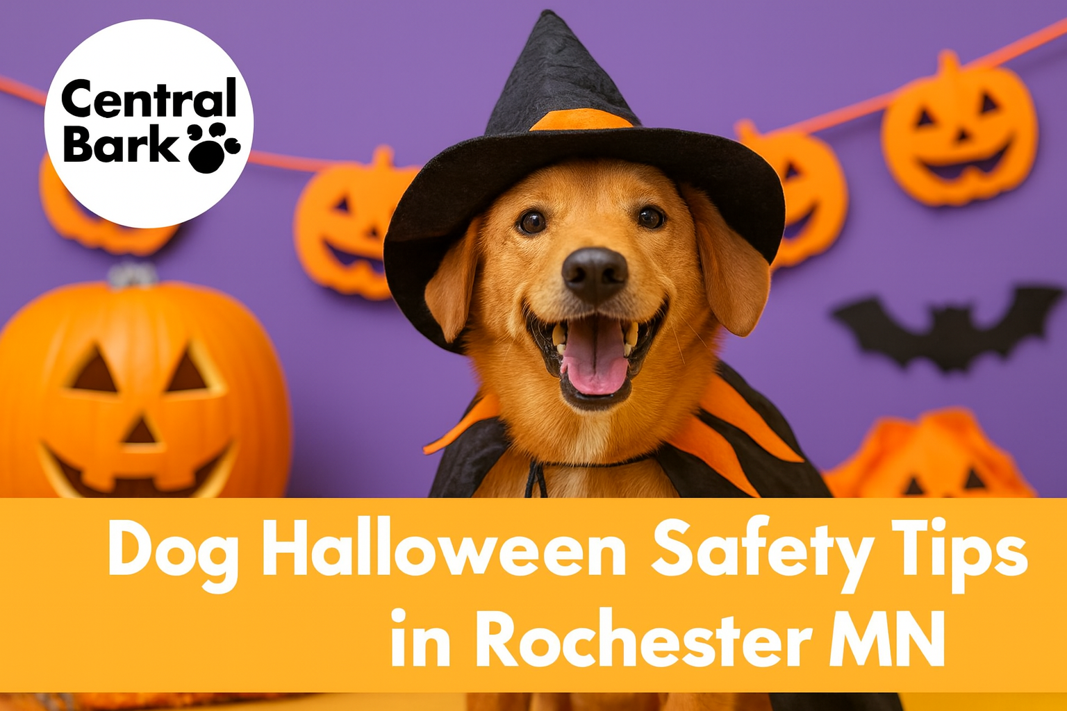 Dog in a safe Halloween costume at Central Bark Rochester, MN – dog Halloween safety tips in Rochester MN