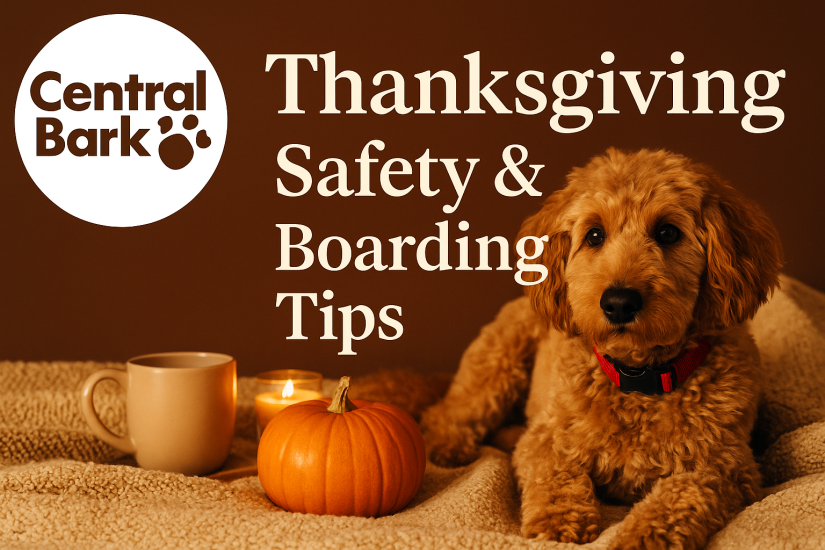 Happy dog relaxing indoors near cozy fall décor — Thanksgiving safety and boarding tips from Central Bark Rochester, MN