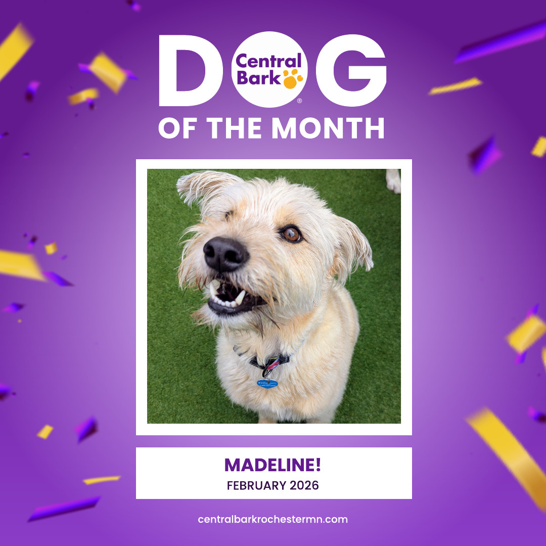 Madeline, February 2026 Dog of the Month at Central Bark Rochester, MN, enjoying daycare playtime.