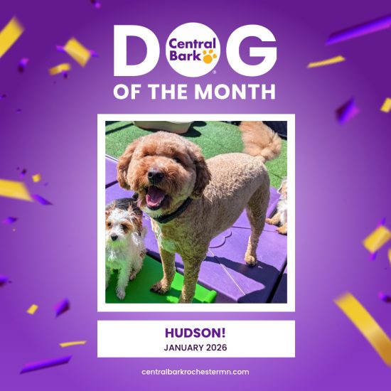 Hudson, January 2026 Dog of the Month at Central Bark Rochester, MN, smiling during daycare playtime