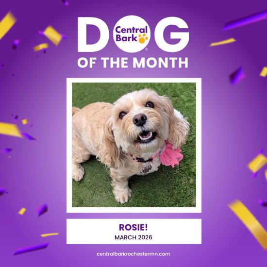 Rosie Dog of the Month