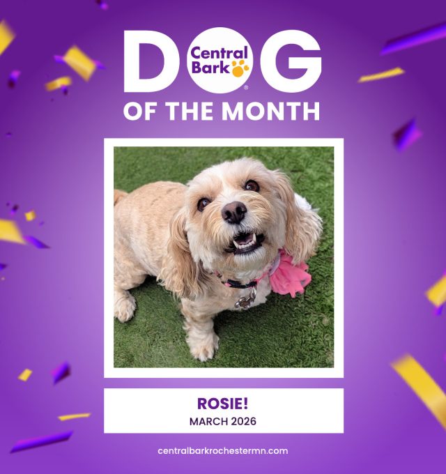 Rosie Dog of the Month