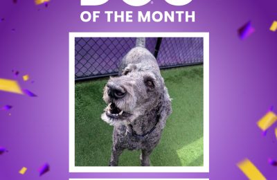 Kobe, April 2026 Dog of the Month at Central Bark Rochester, MN, celebrating his daycare spotlight.
